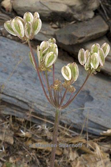 lomatium utriculatum 6 graphic